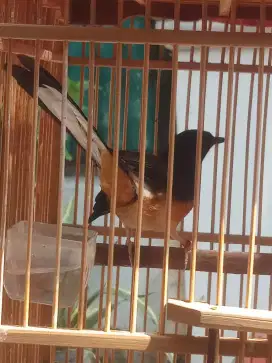 Murai medan betina dubur putih