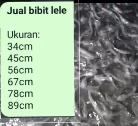 Bibit lele sehat u/3,4 cm - 9,10cm