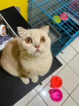 Scottish fold non ped