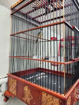 Dijual Burung Ciblek Cristal Full Set.