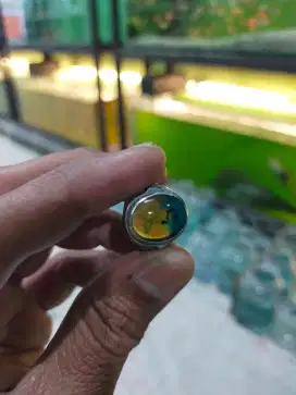 Bacan doko batang coklat 2