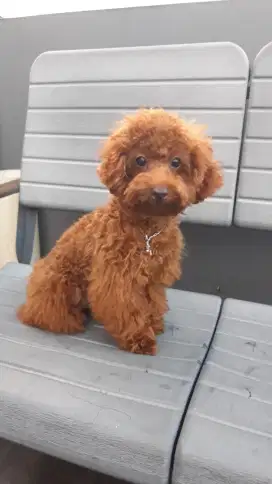 Anjing ras poodle ,tiny red