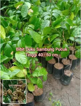 Bibit Duku Komering Super Sambung Pucuk Tinggi 40 cm