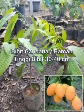 Bibit Gandaria / Raman Tinggi 30 - 40 cm