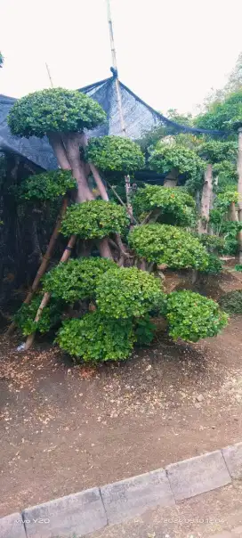 Bonsai taman beringin dolar