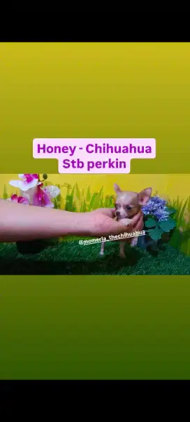 Chihuahua betina STB super mungil