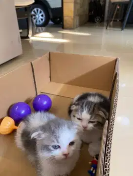 Scottish fold kitten