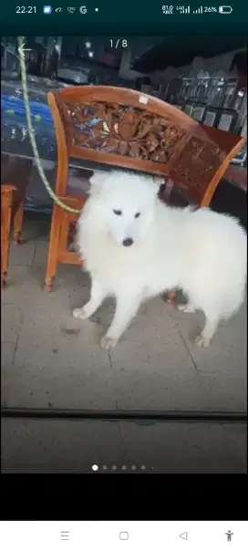 Indukan Samoyed betina 17 Oktober 2023