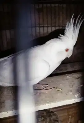 Burung Falk atau Parkit Australia Albino Betina Dewasa