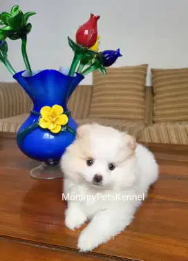 Anjing Pom mini STAMBUM TERMURAH!!