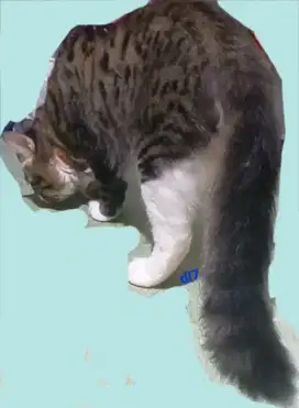 Kucing jantan persmed bigbone