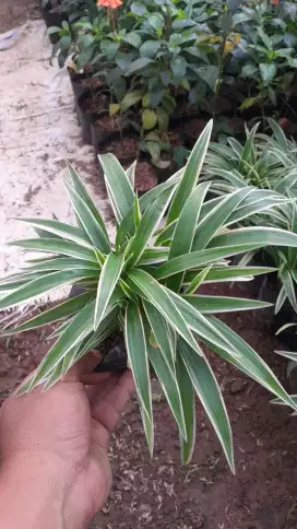 Pohon semak lilyparis dan tunera