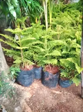 Pohon cemara norpok