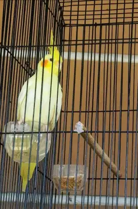 Jual Cepat Parkit Australia Mata Merah ( Yellow Falk Lutino)