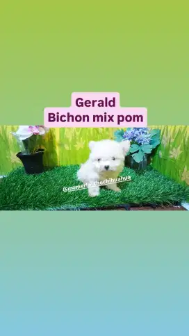 Bichon mix pom super cute