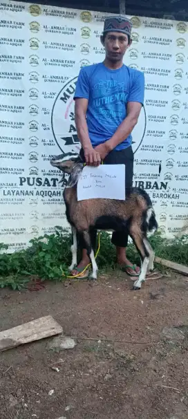 kambing aqiqah murah