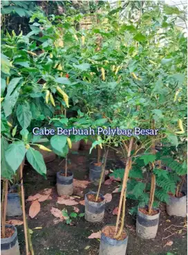Pohon Cabe Berbuah Lebat Rimbun