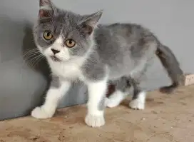 MURAH AJA BSH KITTEN BRITISH SHORT HAIR BICOLOR BLUE CEWEK COWOK