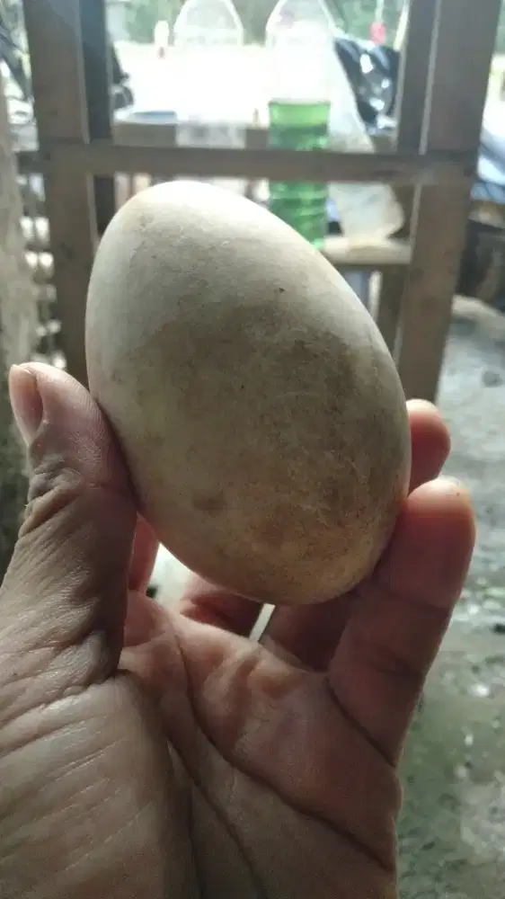 telur angsa kacingcalang