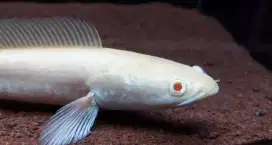 Ikan gabus albino / channa striata albino ukuran 22cm