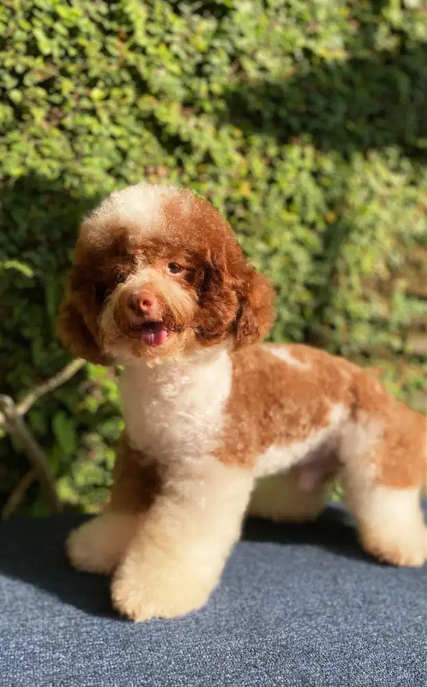 Anjing Toy Poodle