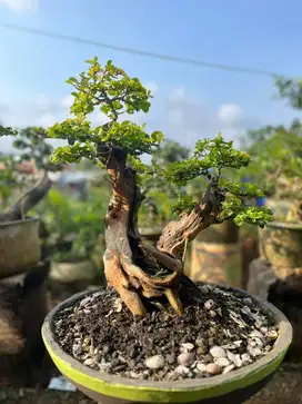 BONSAI KALIAGE (Maclura cochinchinensis)