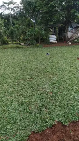 rumput gajah mini hijaw