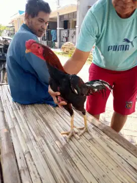 Ayam Bangkok 2D (makhoy x PLUCKER USA)RJF