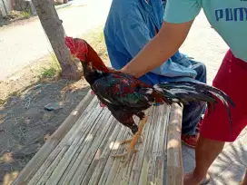 Ayam Bangkok 2D (mathai x pakhoy blacbul kreating)RJF