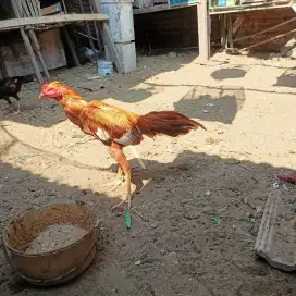 Ayam Bangkok 3D(khoytrad x plucker USA x pakhoy)RJF