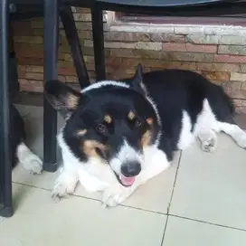 Pejantan corgi u/ pacak/kawin