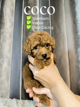 anak red toy poodle