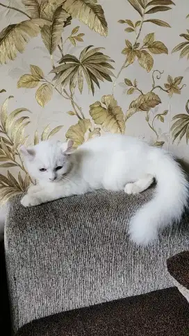 KUCING KINKALAO BETINA