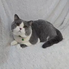 Kucing BSH British Shorthair Jantan Black