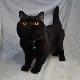 Kucing British Shorthair BSH WCF