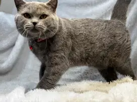 Kucing British Shorthair Jantan Ped WCF