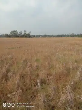 Tanah / Sawah subur