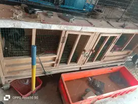 Kandang ayam kayu 180cm