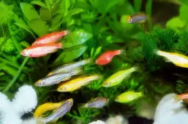 Zebra danio | Ikan | Iwak | Aquarium | Kolam | Dekorasi