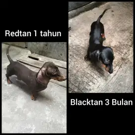 Sepasang Dachshund /Murni Tekel  Umur 3 Bulan dan 1 Tahun