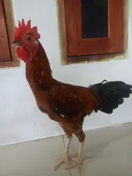 Ayam Pelung Asli Cianjur