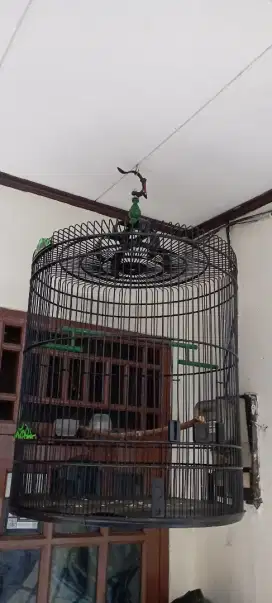Kandang Burung Murai No 1