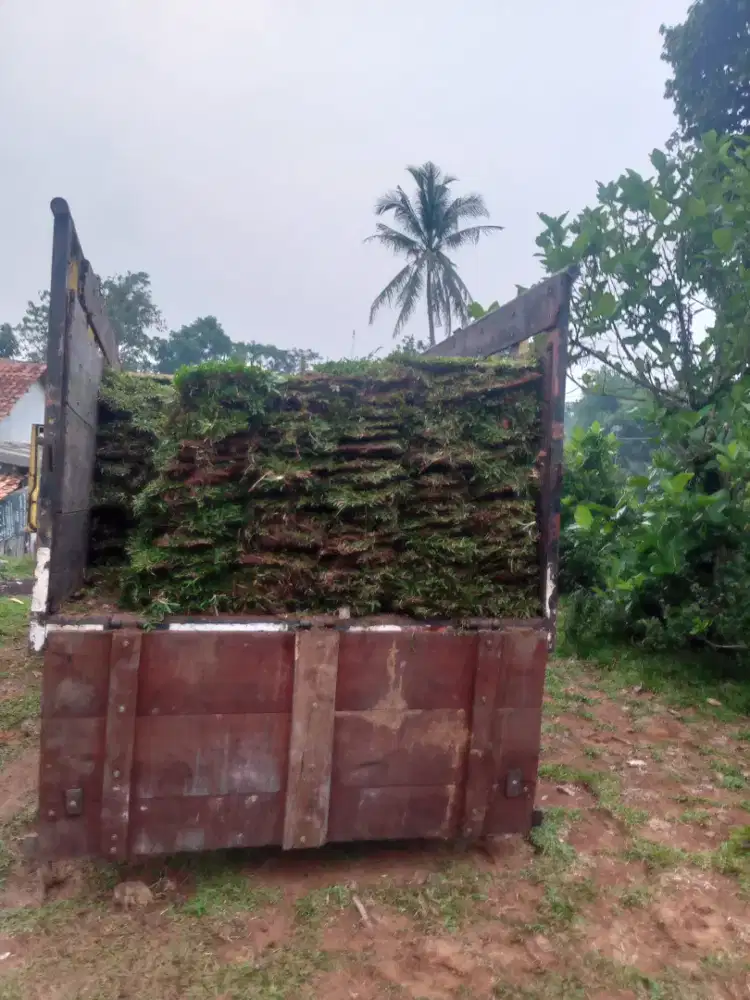Jual rumput gajahan/gajah paitan