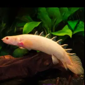 Ikan Palmas Albino | Predator | Iwak | Aquarium | Kolam | Hias