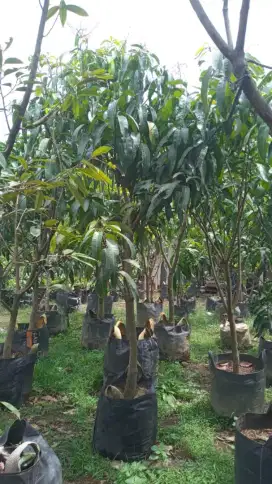 Pohon mangga harum manis hasil sambung