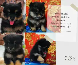 Pomeranian sudah vaksin 2