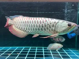 MURAH Ikan arwana Golden Red 40 cm Up