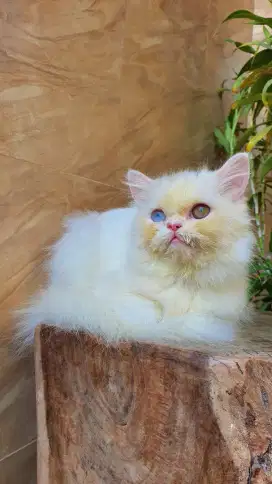 Kucing Kitten Flat Nose Persia ODD EYE WHITE SOLID