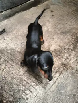 Tekel Murni/Dachshund/Sosis 3 Bulan