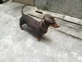 Tekel Murni/Dachshund/Sosis 1 Tahun